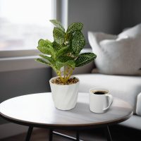 Műnövény dekoráció - fittonia - 20 x 9 cm