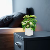   Műnövény dekoráció - filodendron - zöld/sárga - 20 x 8 cm