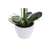 Dekorációs virágok DKD Home Decor 44 x 27 x 77 cm Halványlila Fehér Zöld Orchidea (2 egység) MOST 52562 HELYETT 30764 Ft-ért!