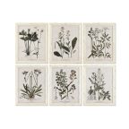   Kép Home ESPRIT Shabby Chic Botanikus növények 40 x 1,5 x 50 cm (6 egység) MOST 172707 HELYETT 110771 Ft-ért!