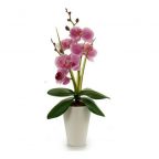   Dekor növény Orchidea Műanyag (8 x 35 x 14 cm) MOST 4594 HELYETT 1488 Ft-ért!