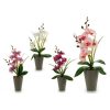 Dekor növény Orchidea Műanyag (8 x 35 x 14 cm) MOST 4594 HELYETT 1488 Ft-ért!