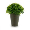Dekor növény Műanyag 13 x 16 x 13 cm Zöld Szürke (12 egység) MOST 25051 HELYETT 16064 Ft-ért!