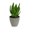 Dekor növény Aloe vera 14 x 21 x 14 cm Szürke Zöld Műanyag (6 egység) MOST 17719 HELYETT 11360 Ft-ért!