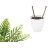 Dekor növény Pálmafa Műanyag 36 x 55,5 x 24 cm (6 egység) MOST 53792 HELYETT 36659 Ft-ért!