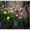 Napelemes lámpa Lumineo Virág Nap 11 x 6 x 49,5 cm Többszínű MOST 11006 HELYETT 6589 Ft-ért!