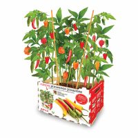   Ültető készlet Batlle Paprika Fűszeres 30 x 19,5 x 16,2 cm MOST 16629 HELYETT 9954 Ft-ért!