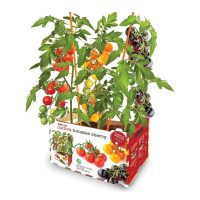   Ültető készlet Batlle Természetes paradicsom 30 x 19,5 x 16,2 cm 2,85 kg MOST 13798 HELYETT 8466 Ft-ért!