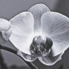 Vászon Orchidea 65 x 2 x 95 cm Virág MOST 43830 HELYETT 29516 Ft-ért!