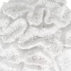 Dekoratív Figura Fehér Korall 23 x 22 x 11 cm MOST 17046 HELYETT 10202 Ft-ért!